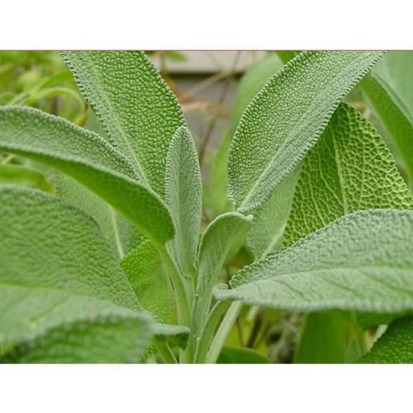 Herb Broad Leaf Sage Seeds