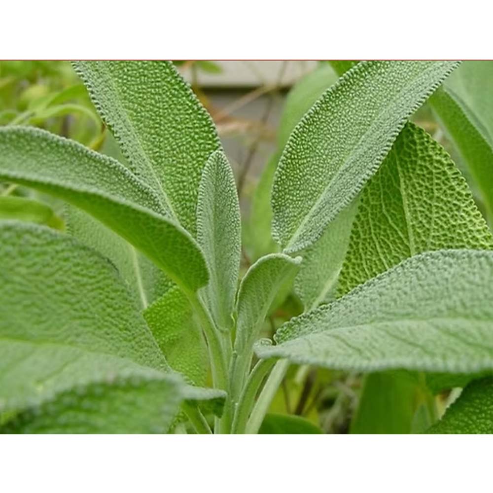 Herb Broad Leaf Sage Seeds