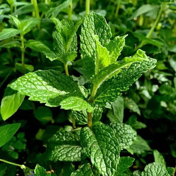Herb Mint (Mentha Pipreta) Seeds