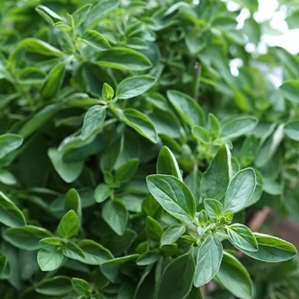 Herb Oregano (Origanum vulgaris) Seeds