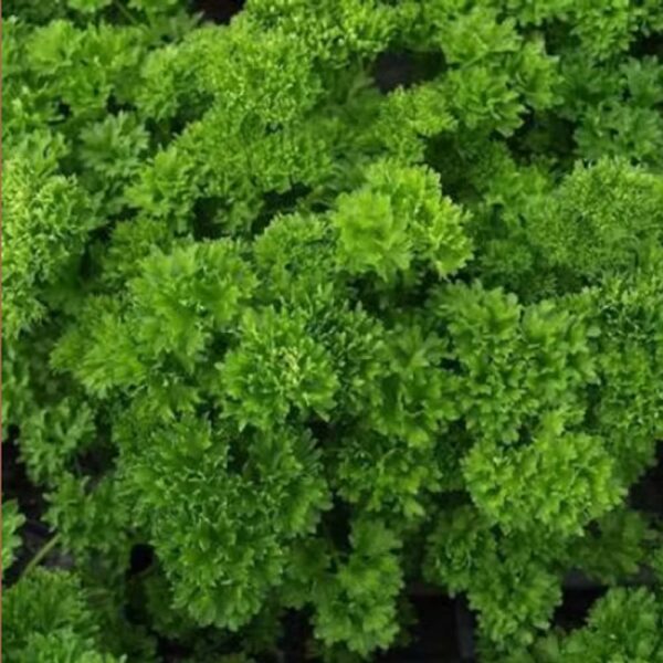 Herb Parsley Curled Seeds