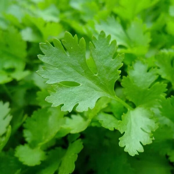 Herb Parsley Seeds