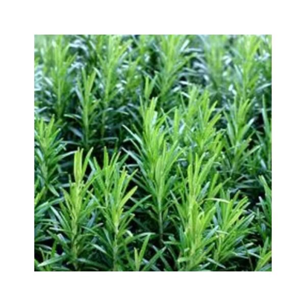 Herb Rosemary Seeds