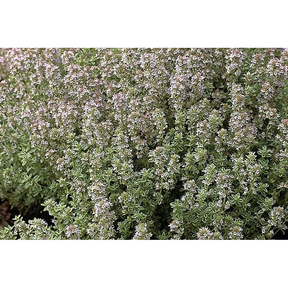 Herb Thyme English Winter Seeds