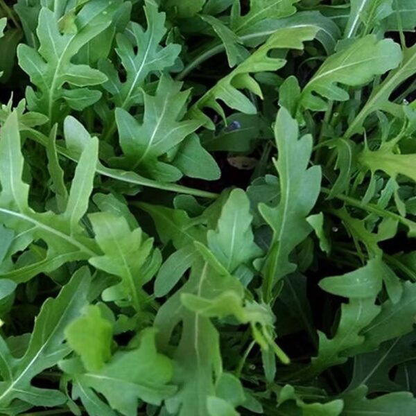 Herb Wild Rocket Seeds