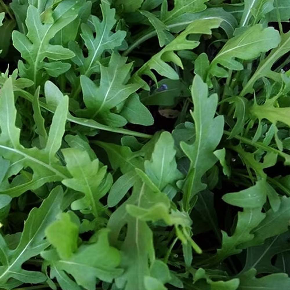 Herb Wild Rocket Seeds