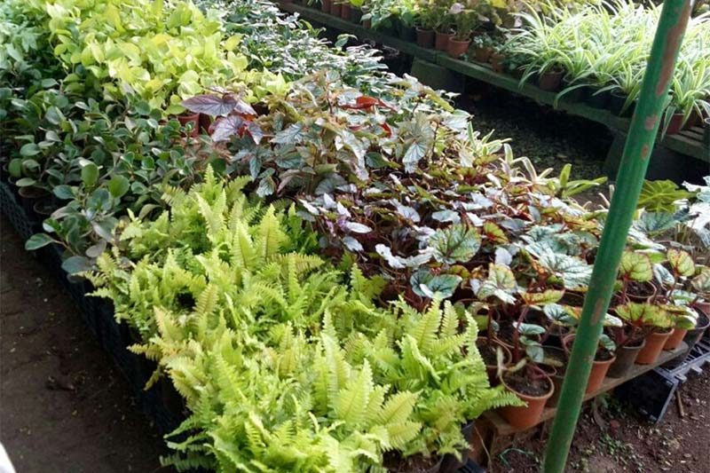 Nursery2