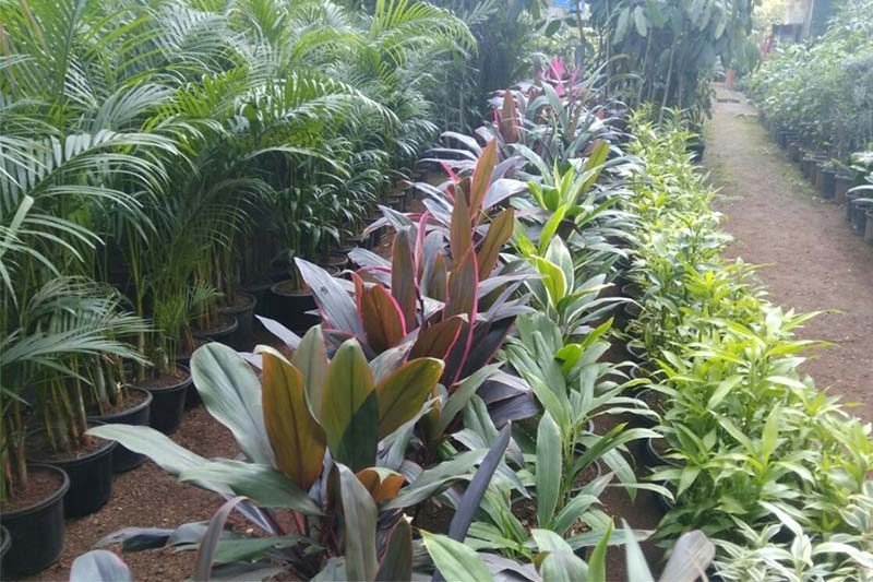 Nursery4